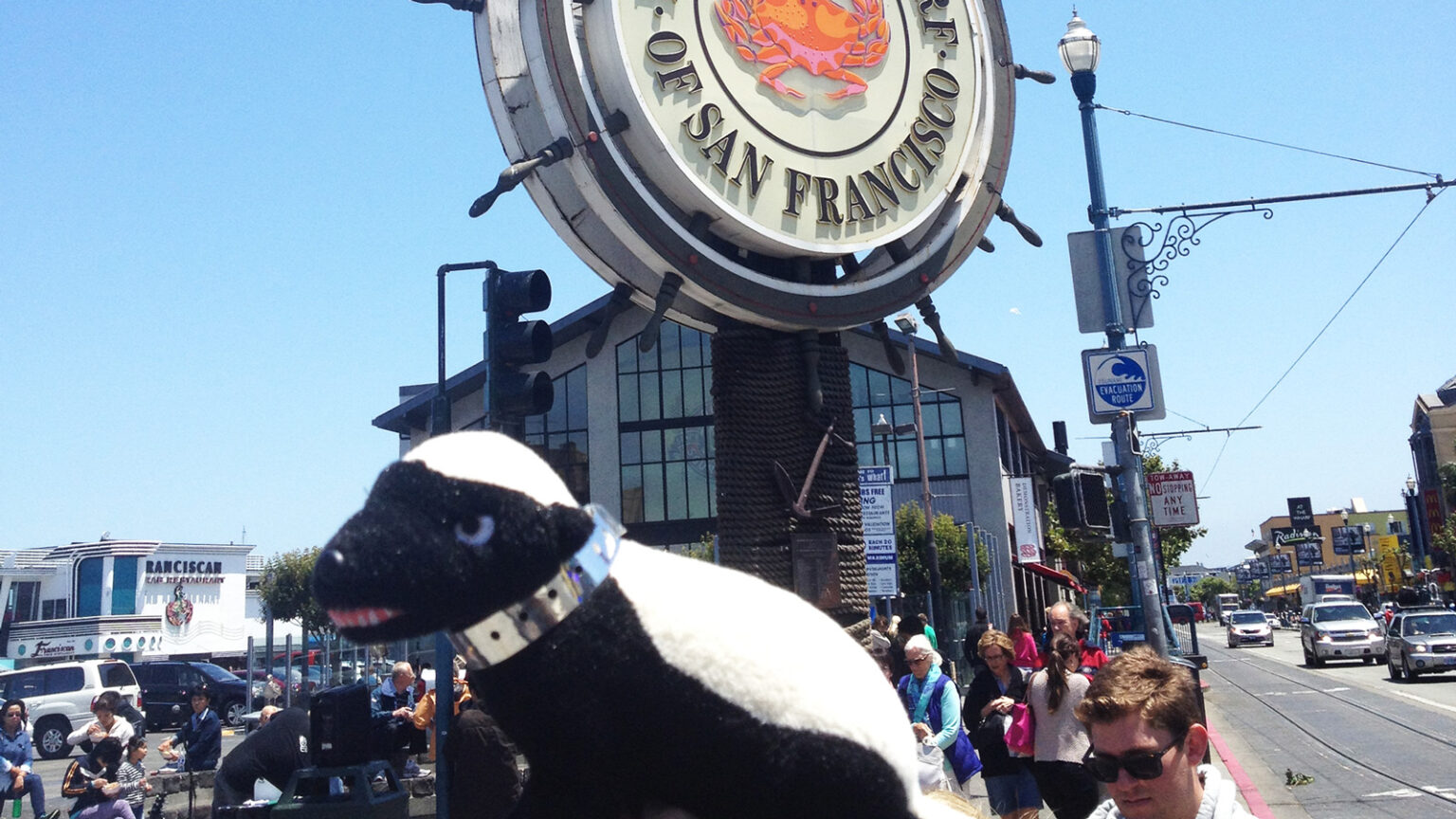 Badger exploring Fisherman’s Wharf